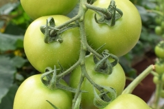 Tomatoes  in a Green House