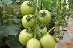 Tomatoes  in a Green House