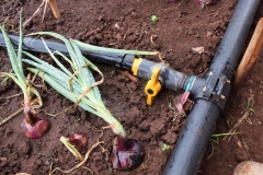 Onions & Drip pipes
