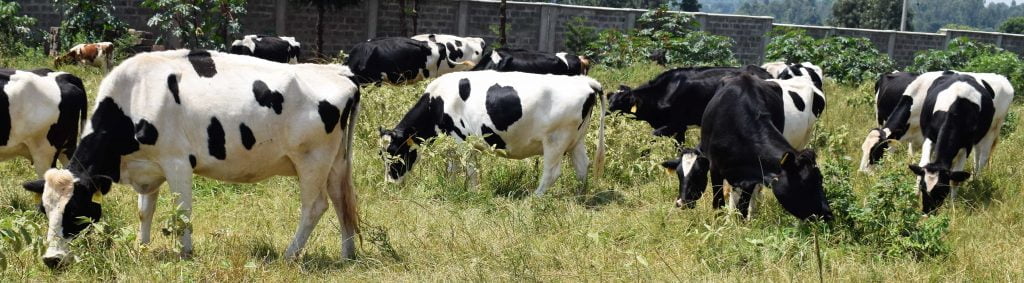 Dairy Cattle Dairy Cattle