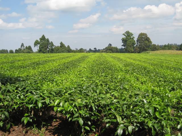 Tea Farm Tea Farm