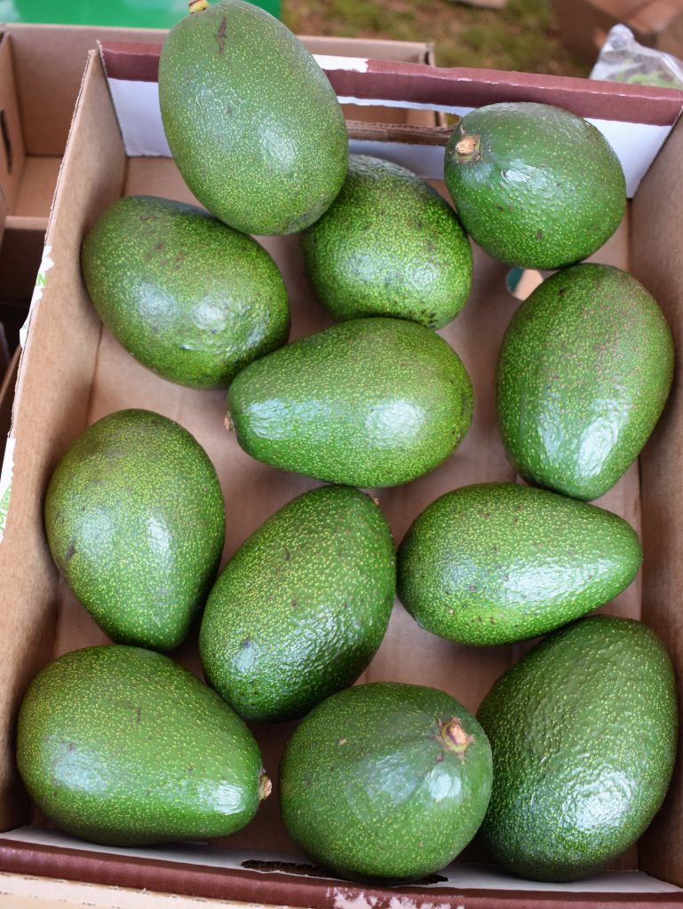 Avocado fruits