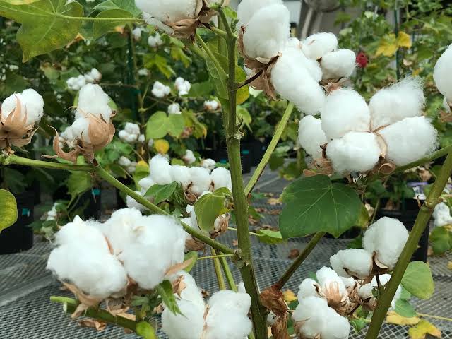 New Bt cotton hybrid to boost yield