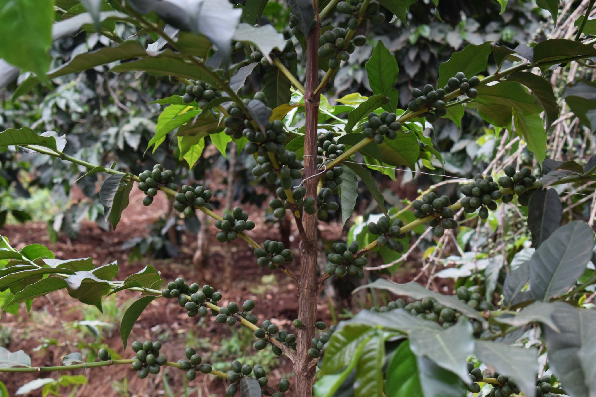 Towards a Living for Kenyan Coffee Farmers Kilimo News