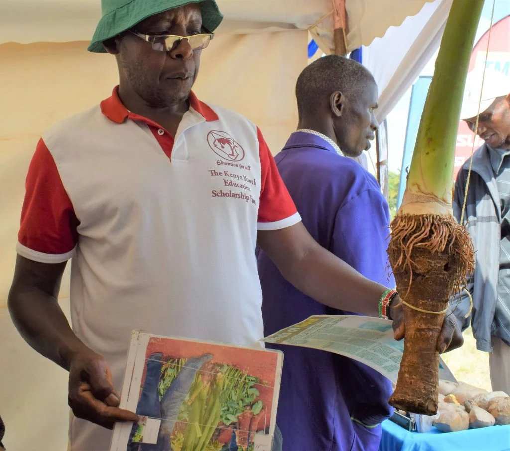 Teacher finds a niche in dryland arrow roots Maathai dry land arrow root farmer 1