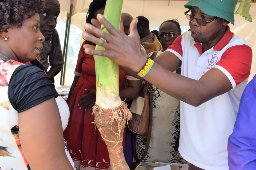 Teacher finds a niche in dryland arrow roots Maathai dry land arrow root farmer 2
