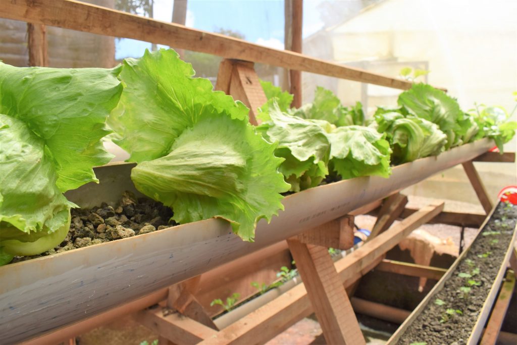 Vertical farming 2