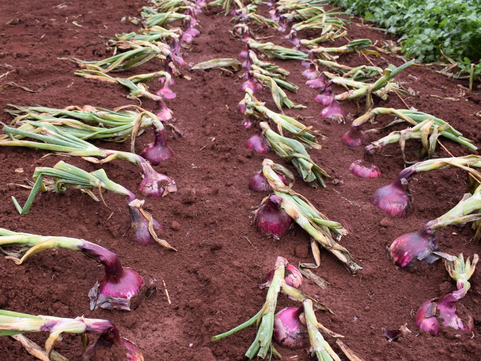 Onions the red gold from Tanzania Kenya can't resist Kilimo News