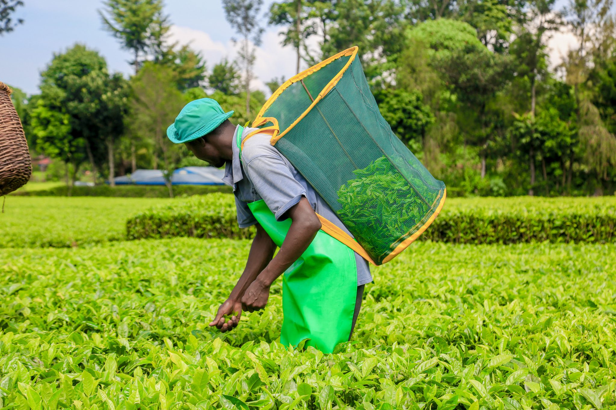 Tea factories ramp up firewood plantations Kilimo News