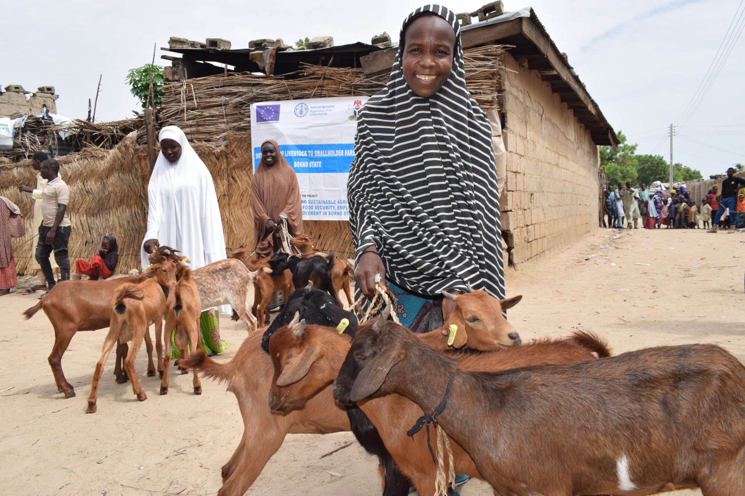 Livestock Restocking Campaign Rebuilding Livelihoods In Borno Nigeria 