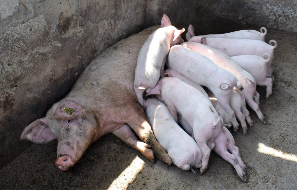 Modern pig farming a visit to Gitika Farm Kilimo News