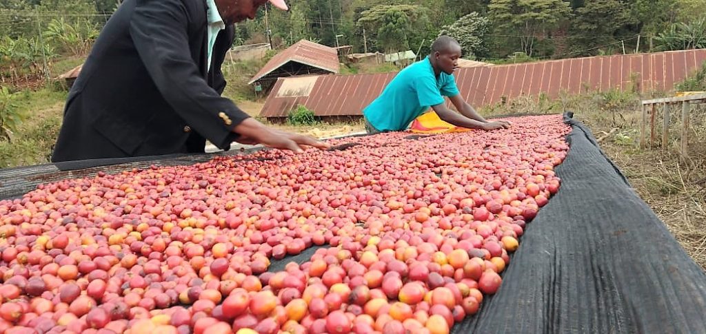 Rui Ruiru farmers drying Natural Coffee in their factory