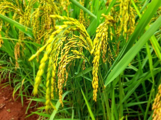 New rice variety