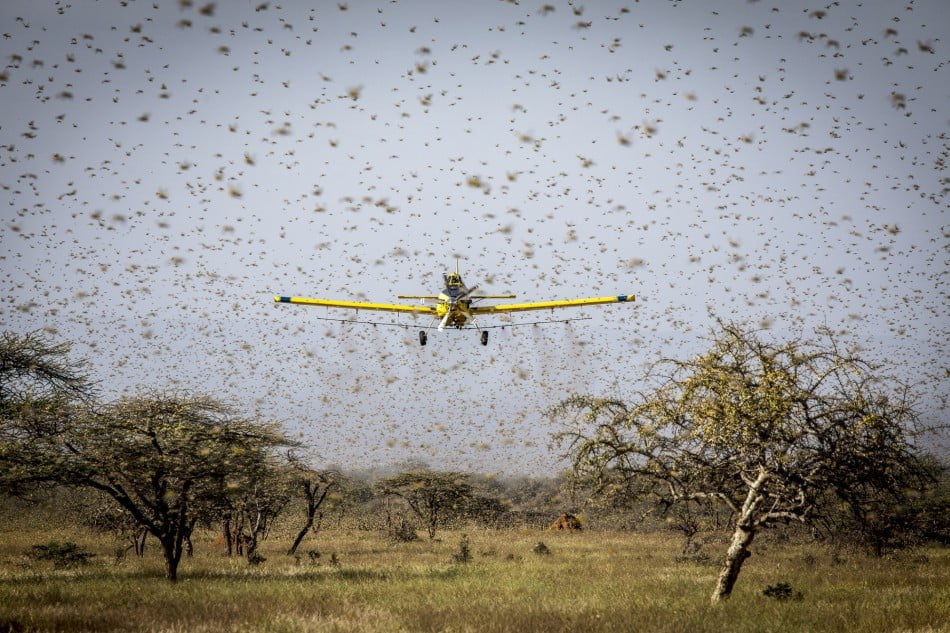 Fao plane spraying locusts