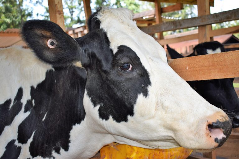 A dairy cow with the Lofte Kesho ear tag