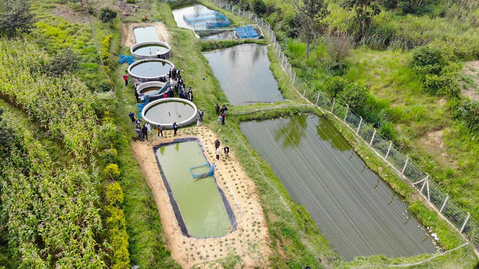 Jafi Fish Farm at Eshisiru Lurambi Sub County.