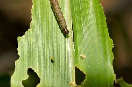 Fall armyworm