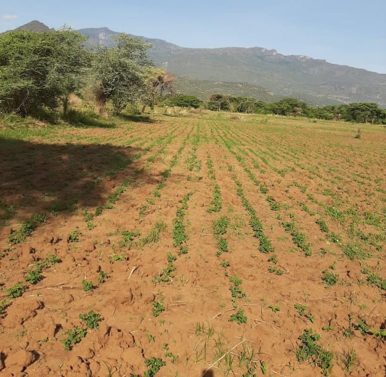 Turkana Groundunts farming 1