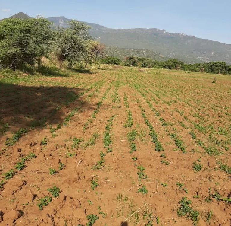 Turkana plan to be a leading groundnut producer Turkana groundunts farming 1