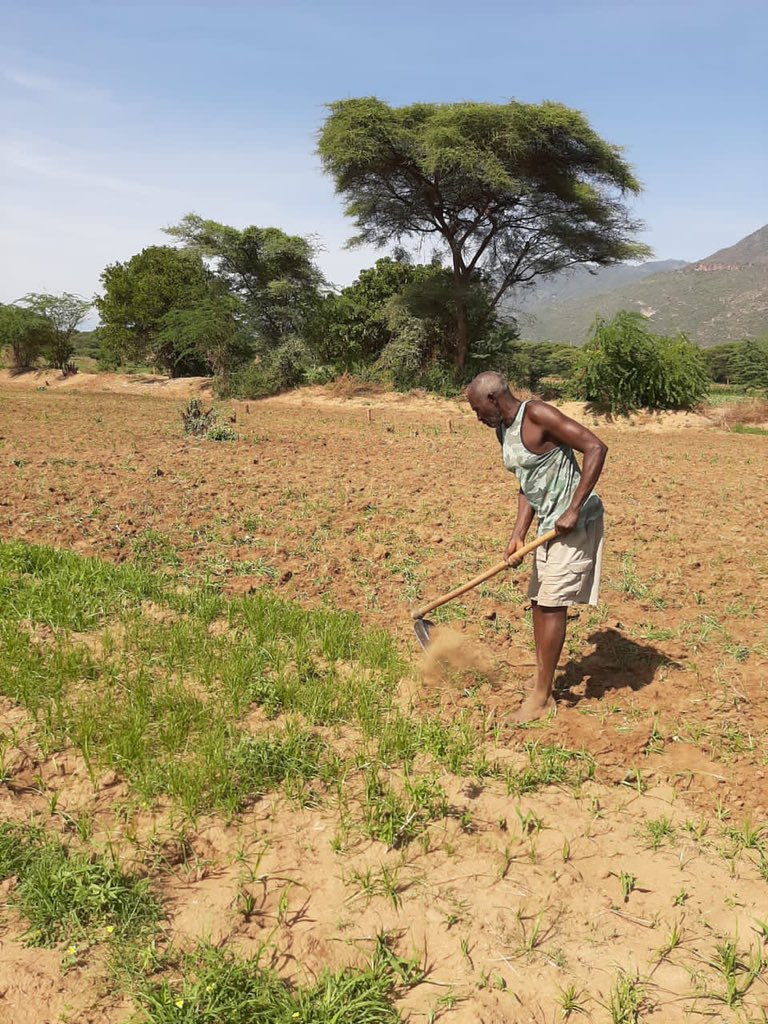 Turkana Groundunts farming