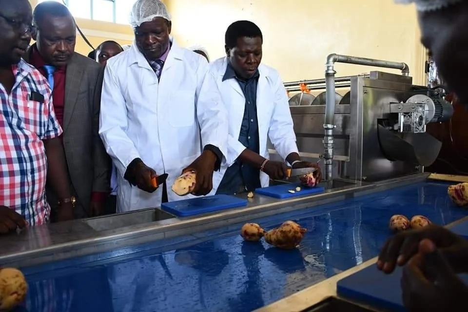 Sweet potato processing plant opened in Migori Migori sweet potato processing plant 1