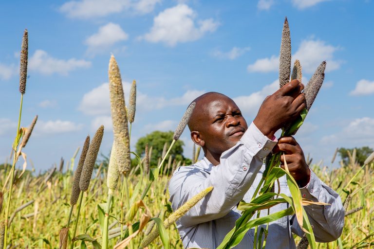 A pearl millet farmer inspects his crop.