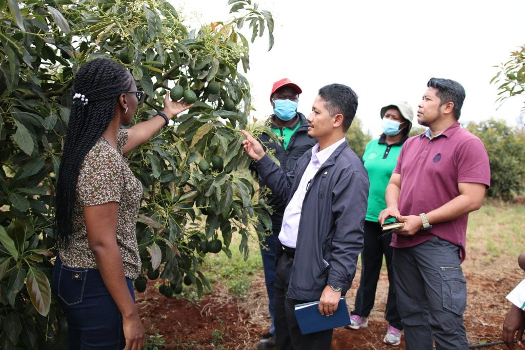 The experts from the Malaysia Quarantine and Inspection Services at an avocado farm in Kakuzi