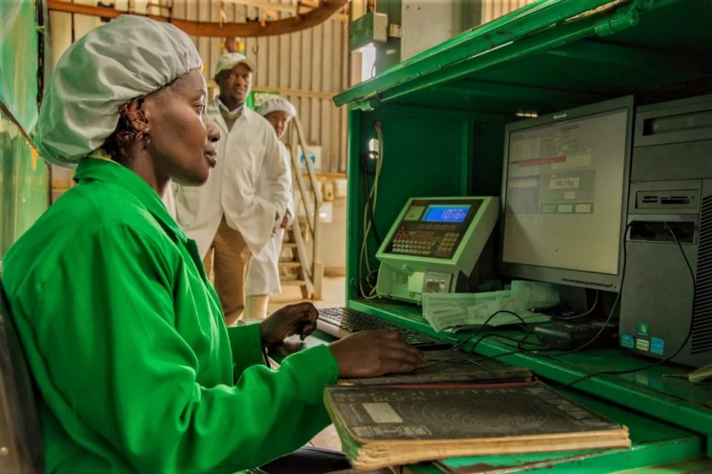 Technology speeds up tea payments in ktda factories Operations inside a tea factory
