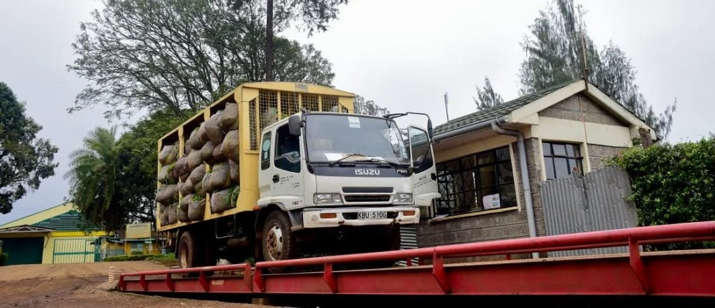 Technology speeds up tea payments in ktda factories Weighing green tea leaves in a factor