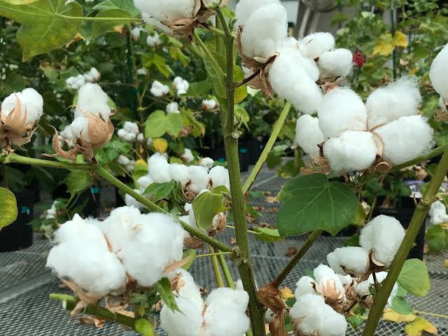 A GMO BT cotton already being cultivated in Kenya