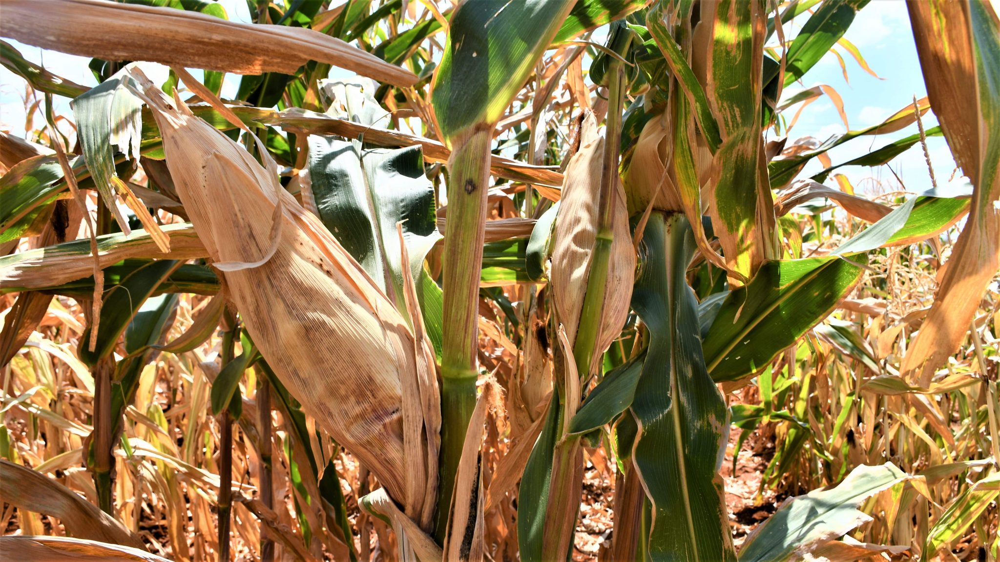 GMO Maize by KALRO ready for planting next year Kilimo News