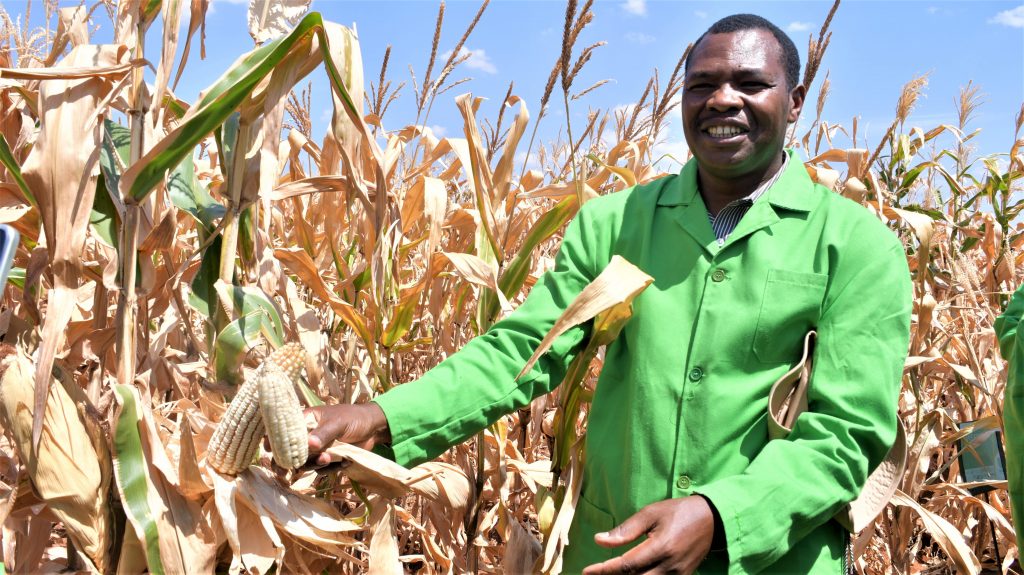 James Karanja a maize breeder at KALRO with the Bt maize at KALRO Kiboko
