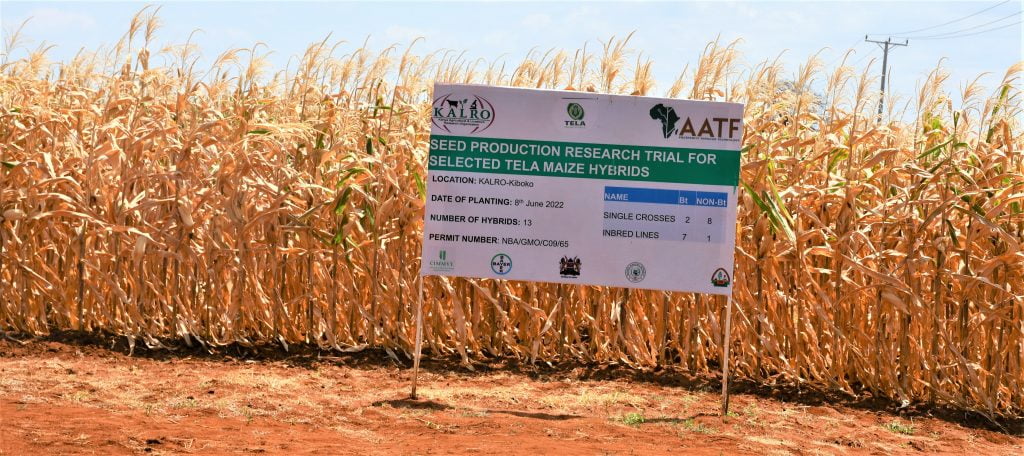 The Bt Maize seed production research trial site at KALRO Kiboko