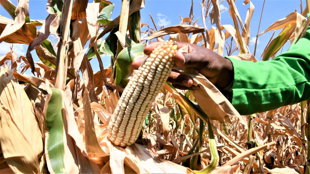 Kenya’s Biosafety Authority Plans National Conference on GMOs Amid Misinformation Concerns The ready Bt Maize