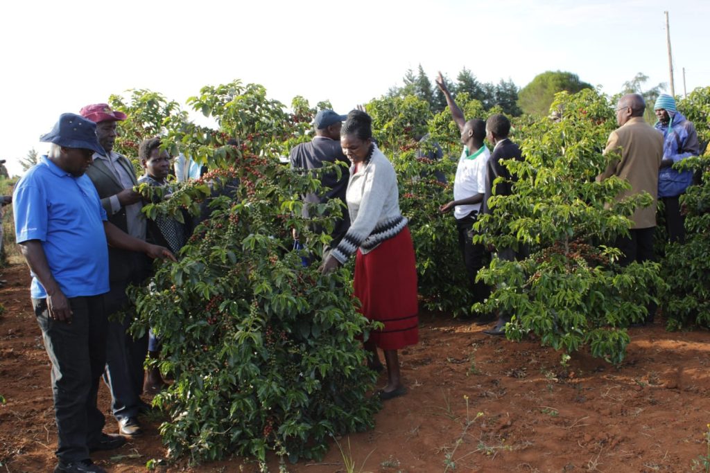 Coffee farming in uasin gishu