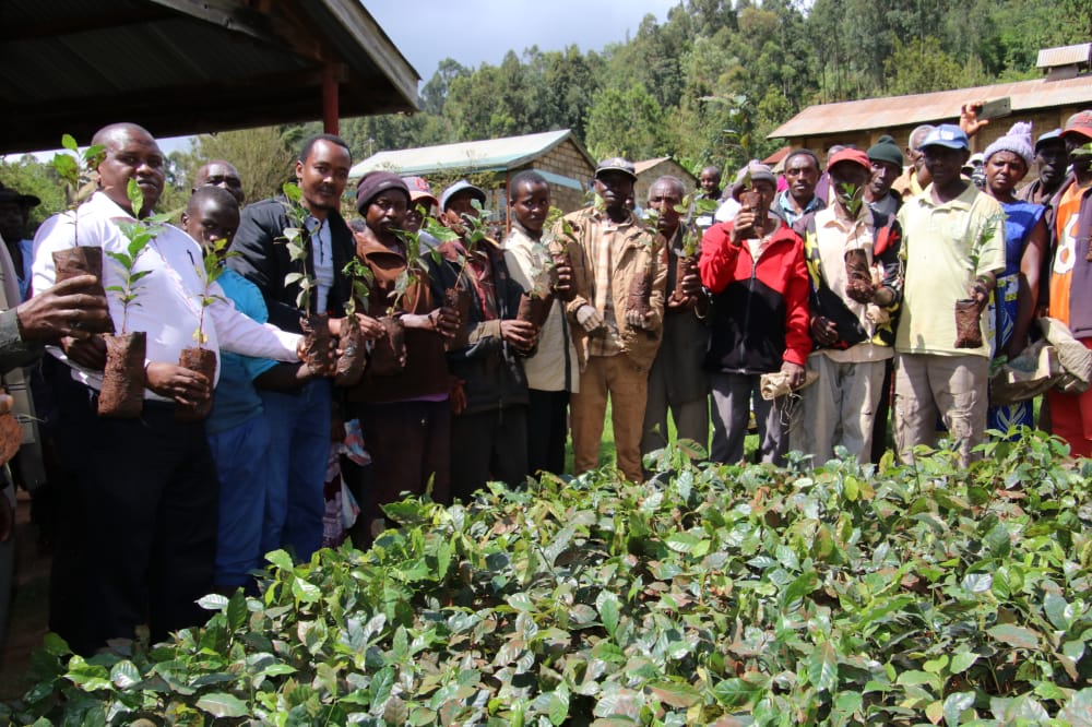 Makueni farmers receive coffee seedlings 2