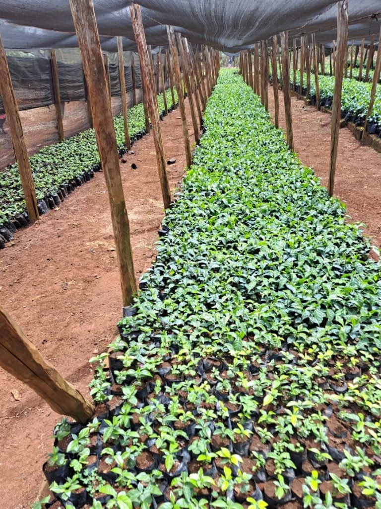 Coffee seedlings