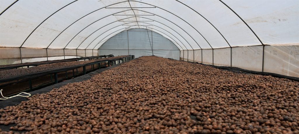 Natural Coffee drying at Ruui Ruiru Coffee Factory