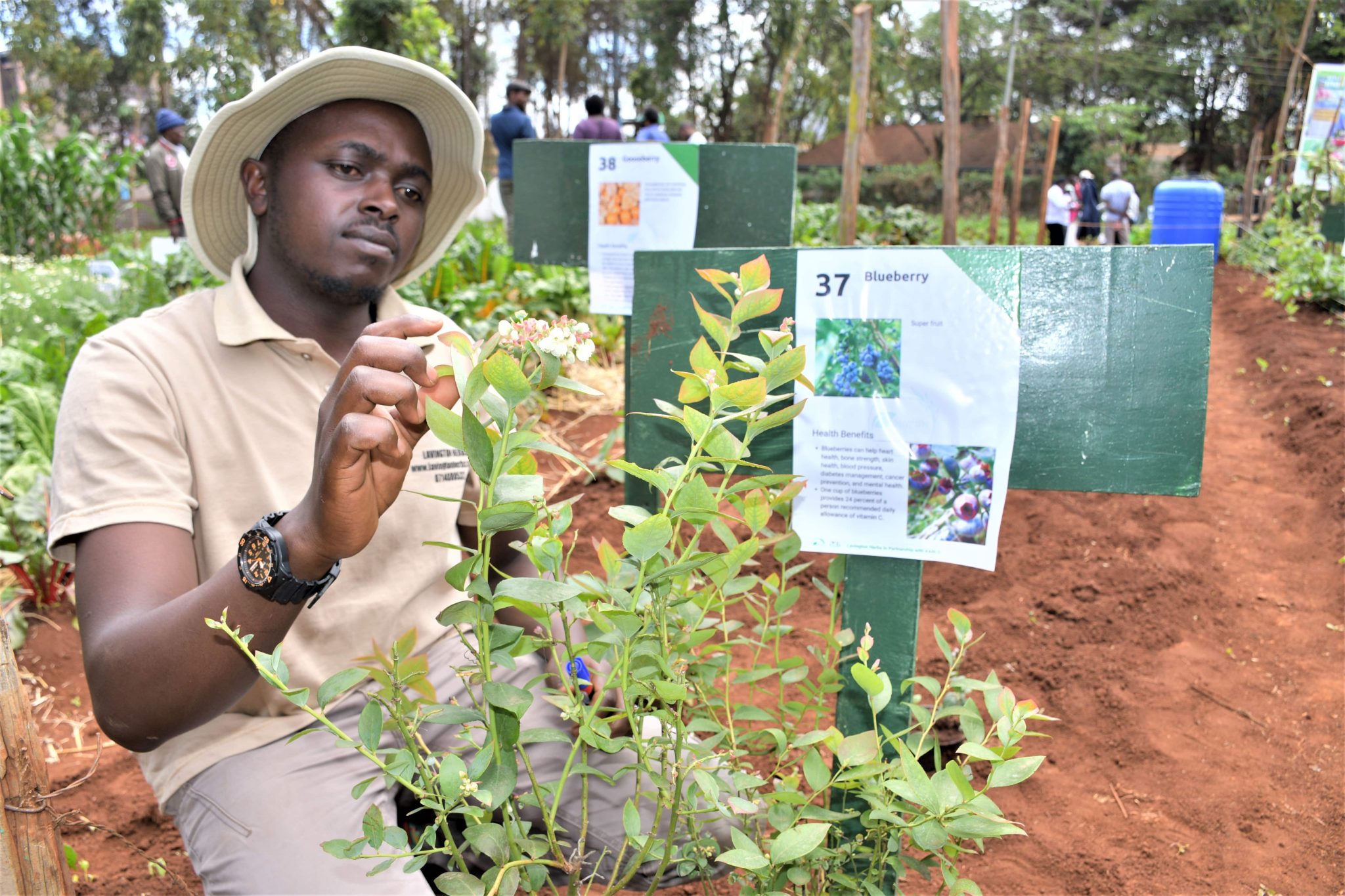 Berry farming popular in Kenya Kilimo News