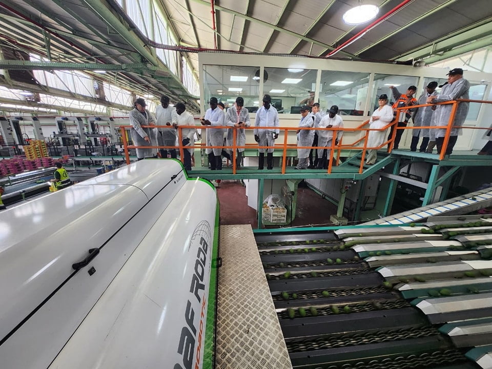 Granot avocado company Israel 3