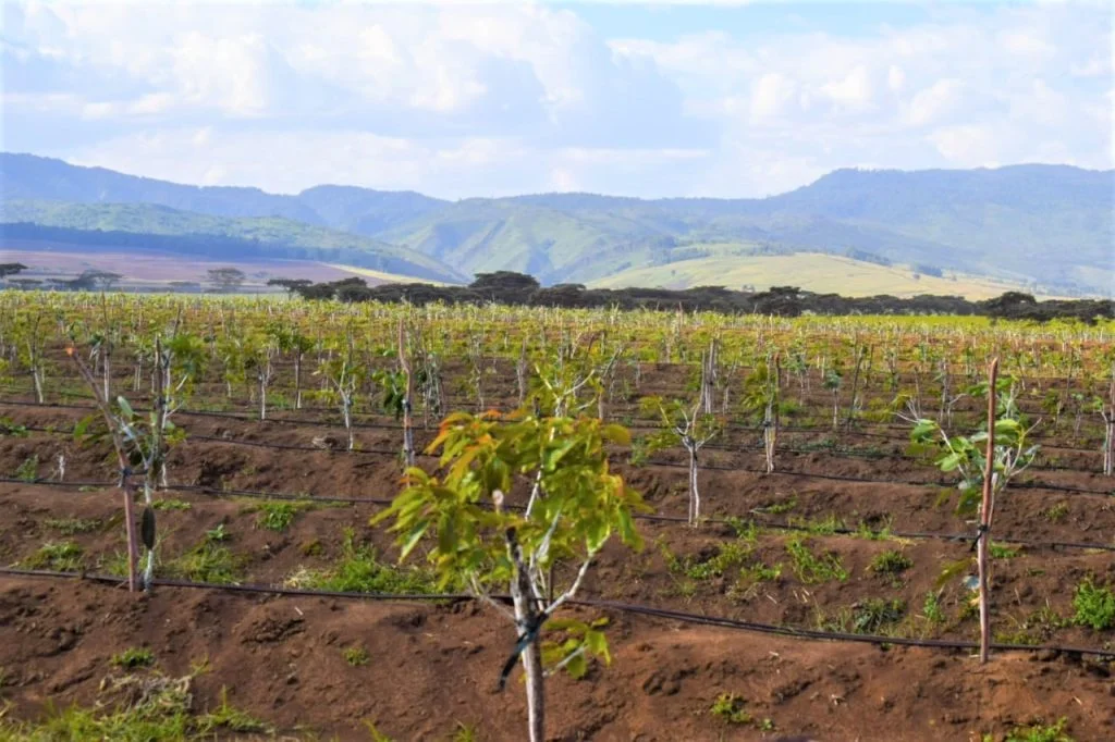 Israel seeks 25 year farming deal with kenya Granot international avocado farm in ndabibi naivasha