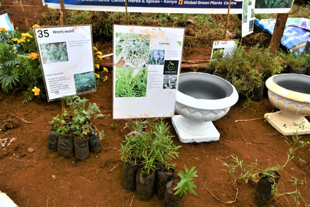 Nyeri quartet minting money from herbs & spices propagation Herbs and planting pots 2
