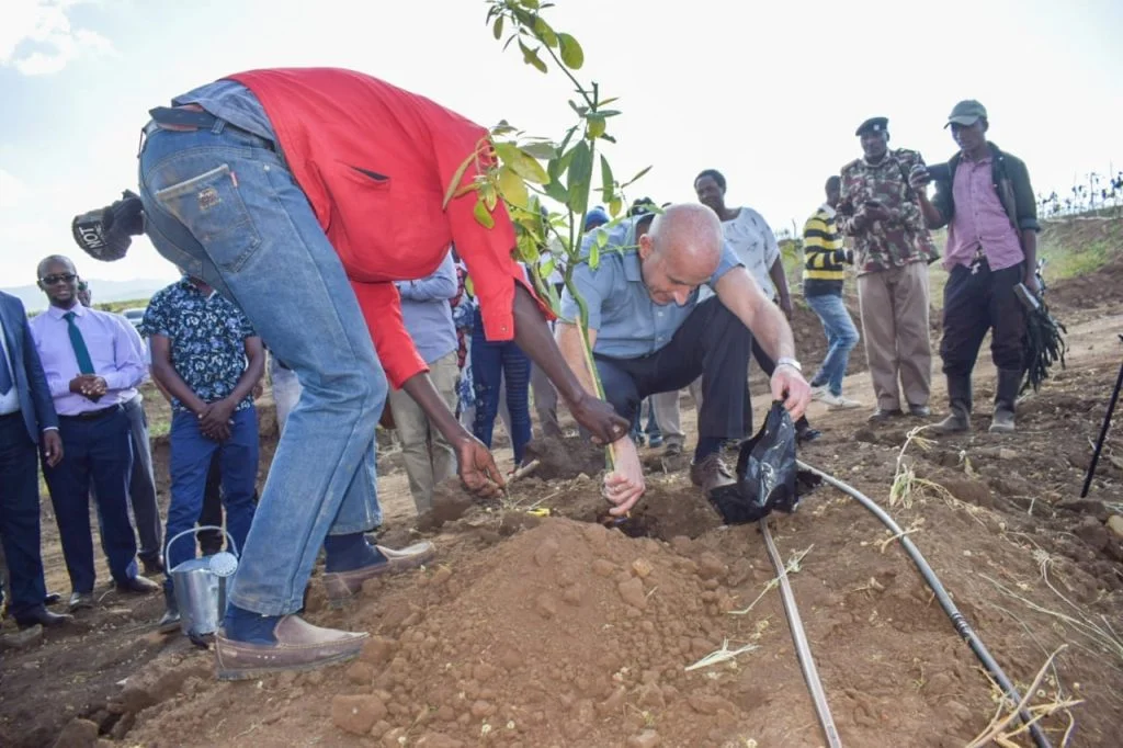 Israel's largest avocado grower launches 400 ha farm in kenya Israeli ambassador in kenya michael lotem plants an avocado at granots avocado farm in ndabibi nakuru county