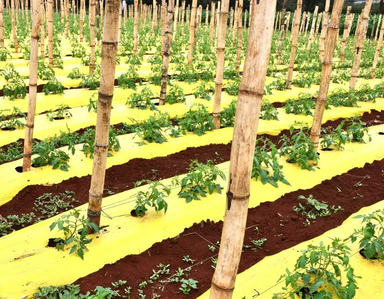 Kilimo news | get latest agriculture news in east africa Tomatoes