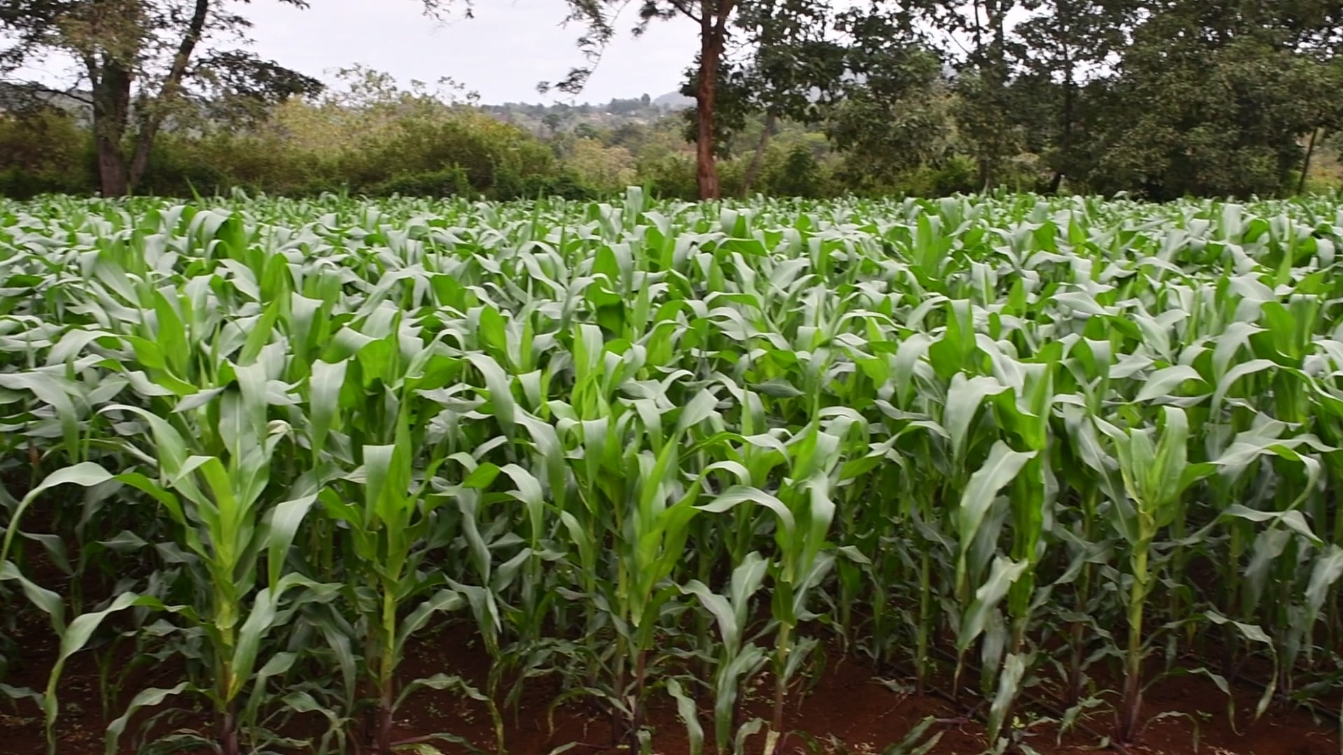 Farm to share Israel knowledge and agricultural solutions opens in Embu ...