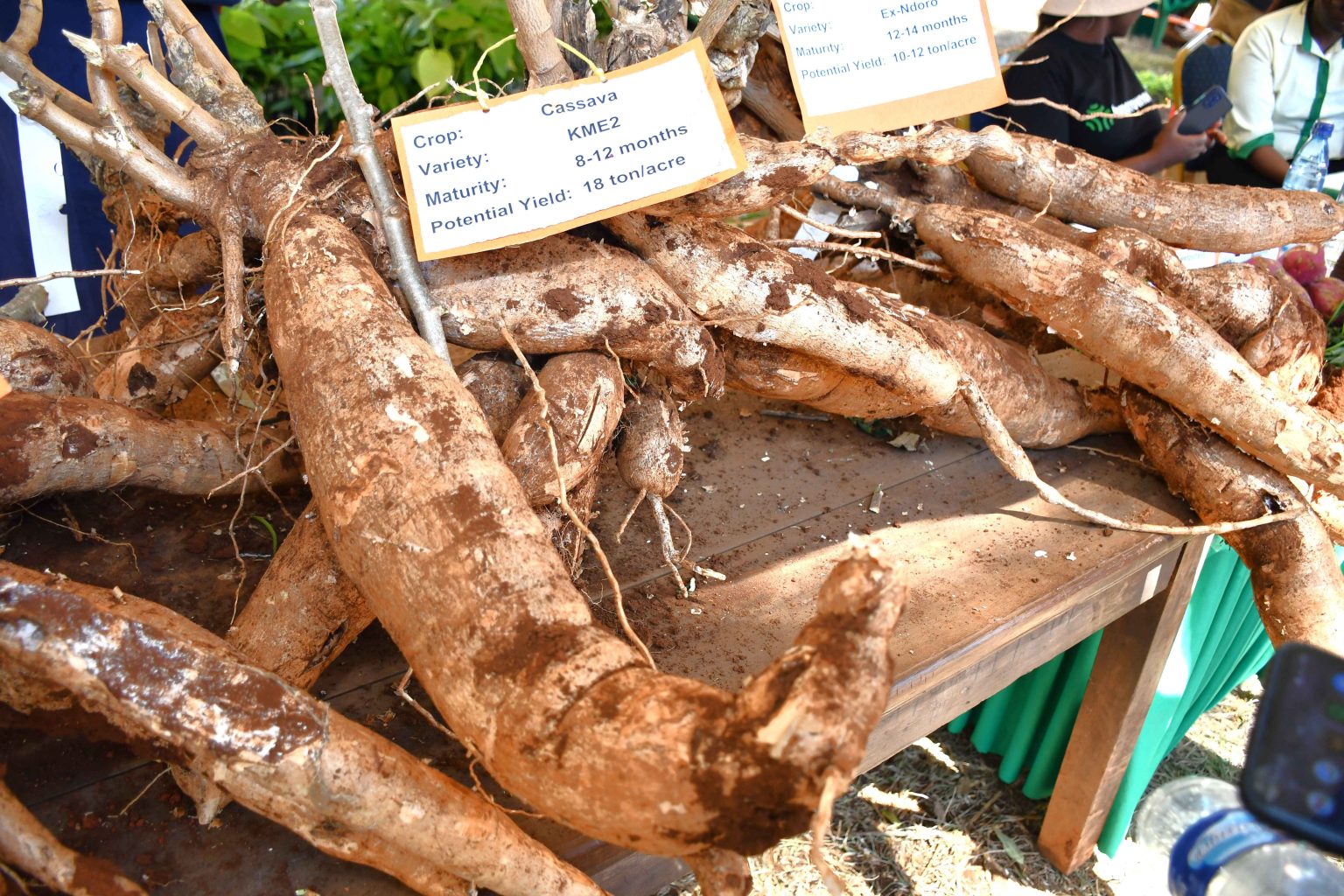 Demand for Cassava in Kenya Exceeds Production by 200% | Kilimo News