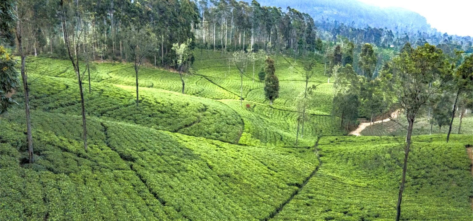 Browns Investments buys off LIPTON Teas and Infusions tea estates in ...