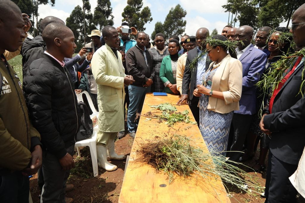 Nakuru Governor Susan Kihika with pyrethrum farmers