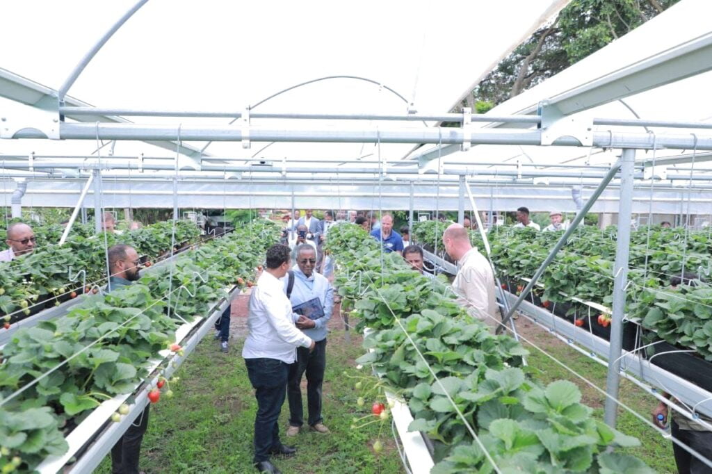 Zuqualla Horti PLC strawberry farm 1