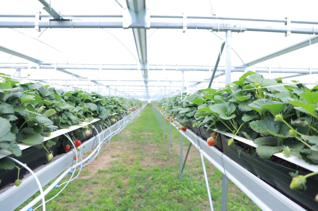 Zuqualla Horti PLC strawberry farm 6